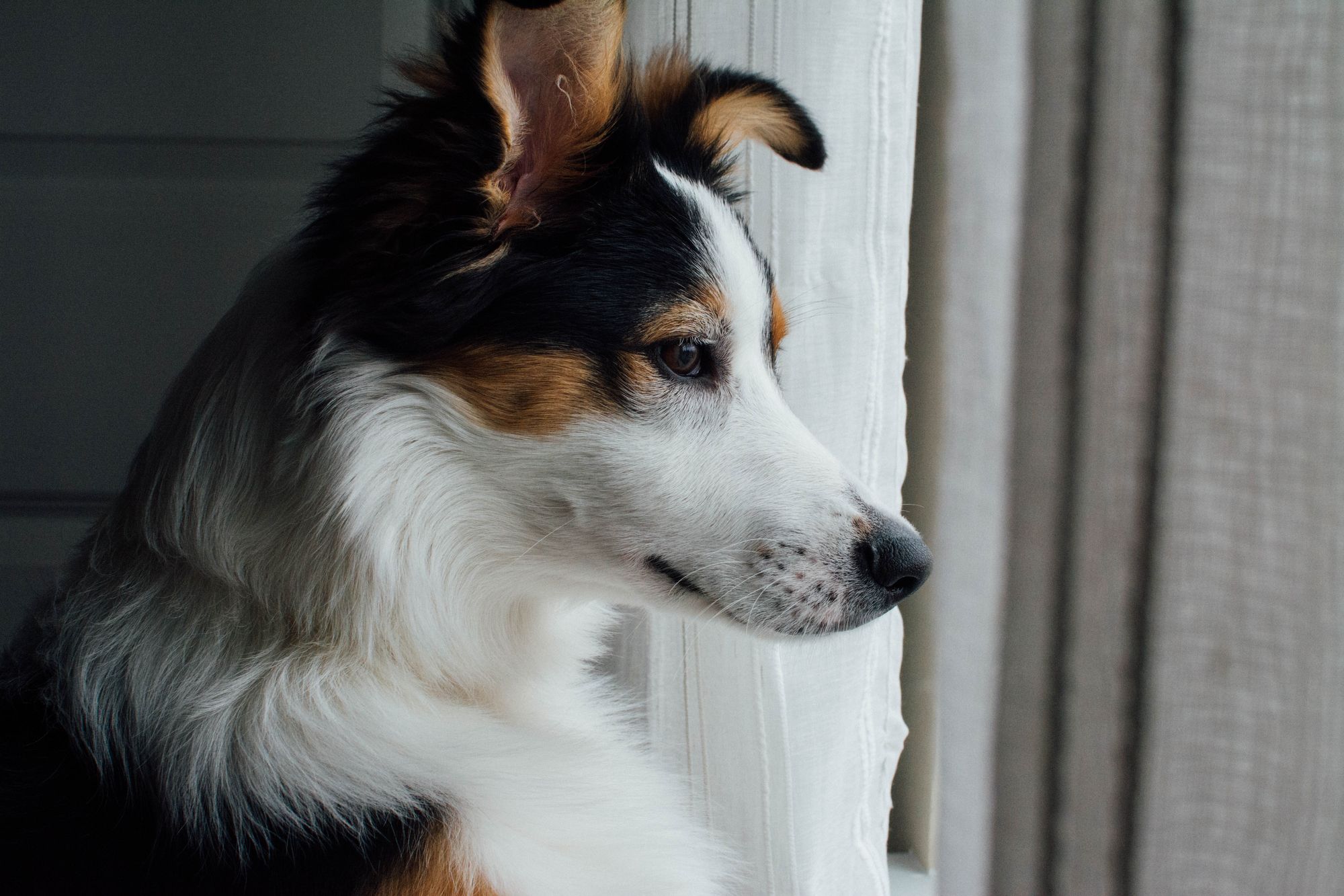 do landlords have to accept emotional support dogs